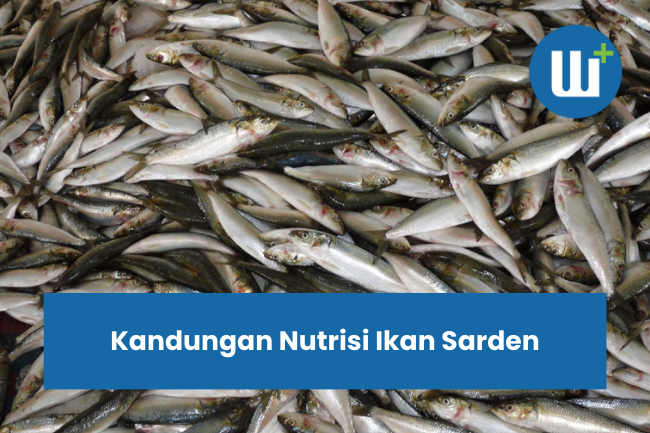 Kandungan Nutrisi Ikan Sarden